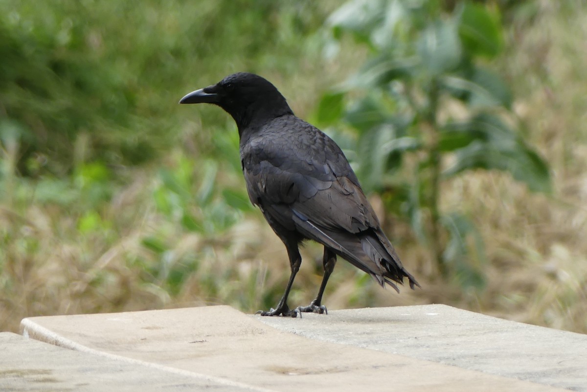 American Crow - ML620431784