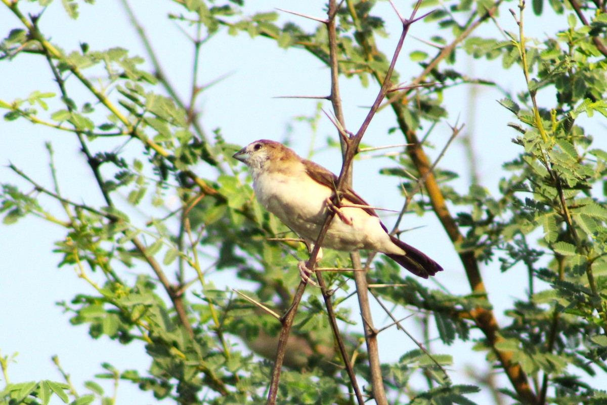 Indian Silverbill - ML620431787