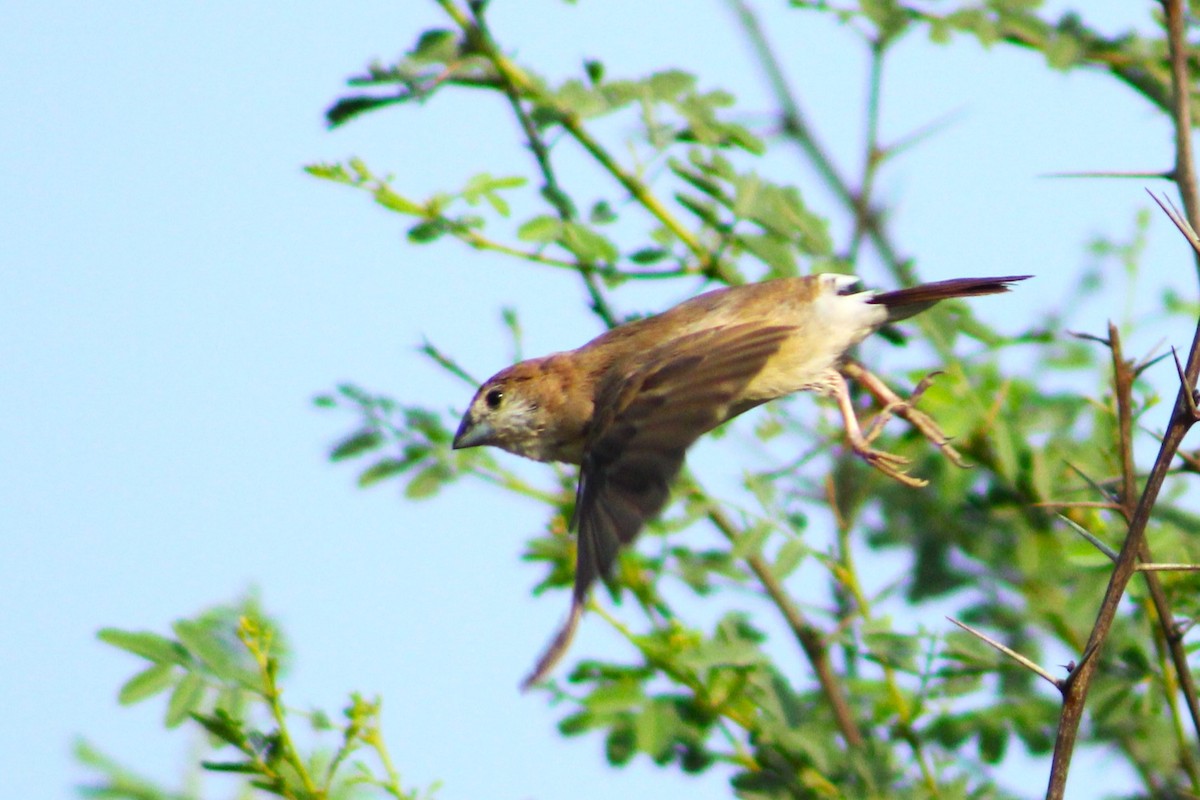 Indian Silverbill - ML620431788