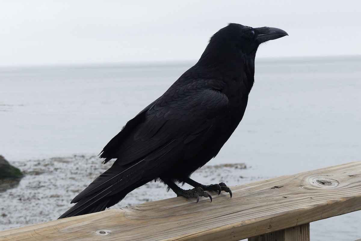 Common Raven - ML620431790