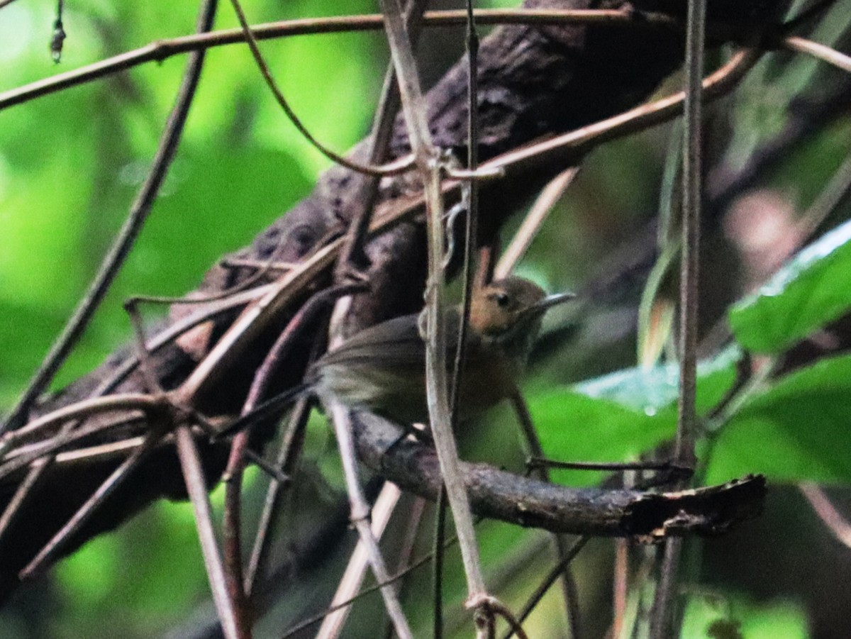 Long-billed Gnatwren - Cynthia Tercero