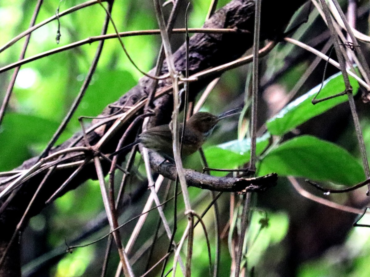 Long-billed Gnatwren - ML620431792