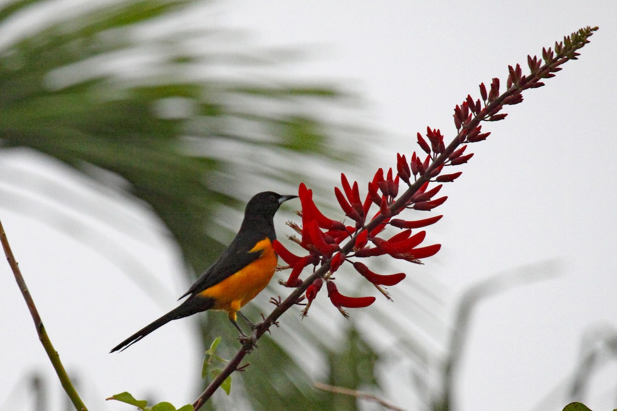 Black-vented Oriole - ML620431794