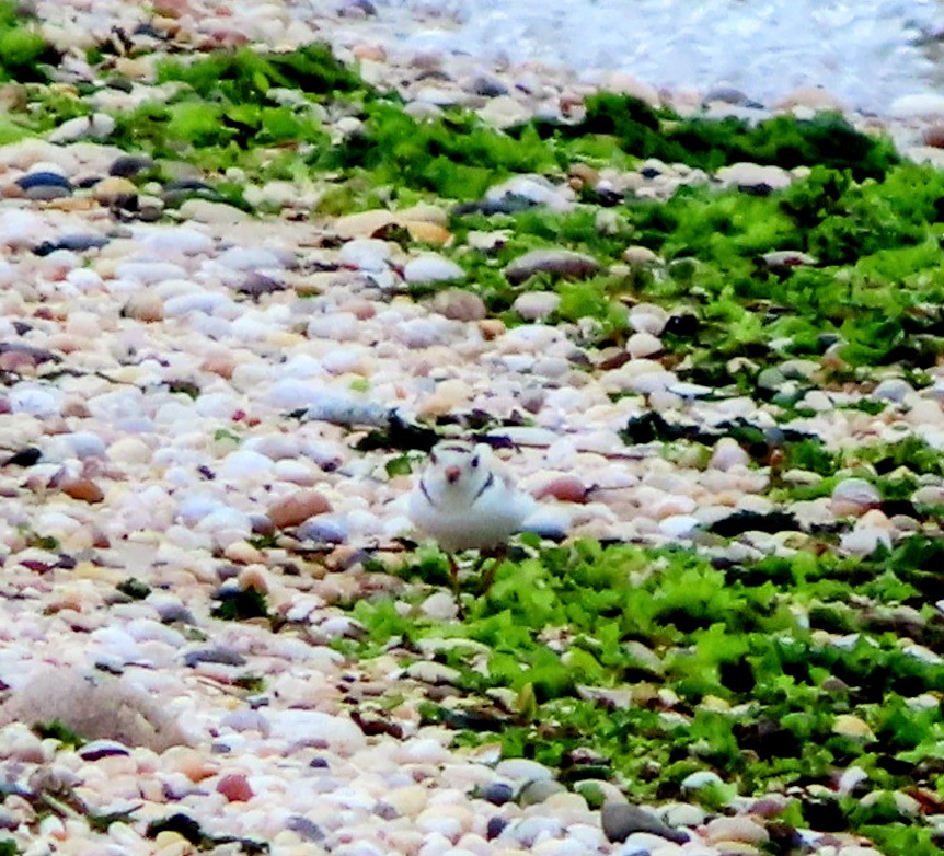 Piping Plover - ML620431795