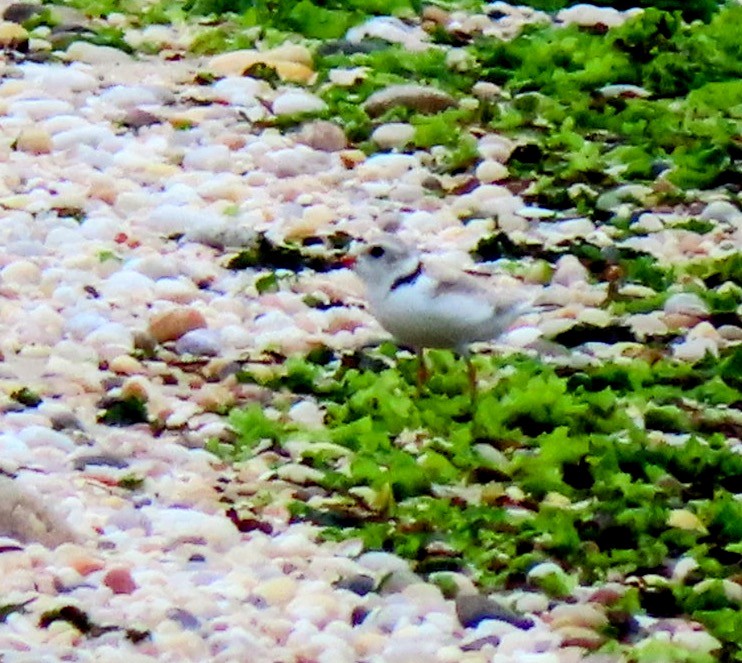 Piping Plover - ML620431796