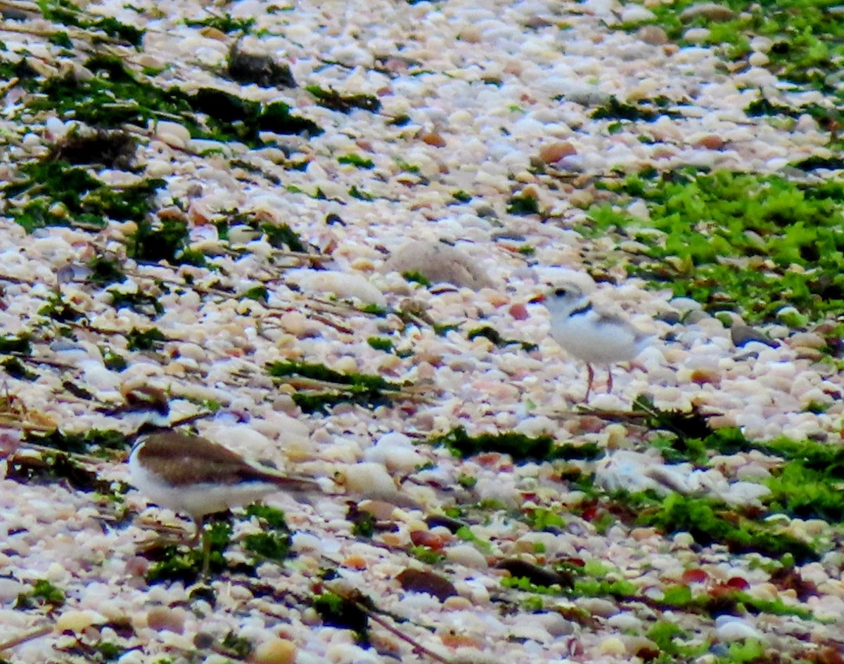 Piping Plover - ML620431797