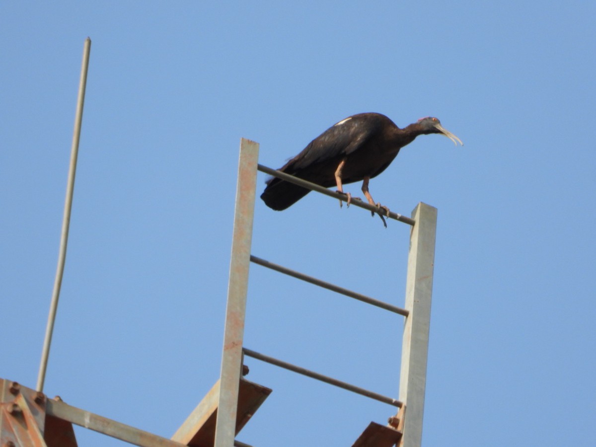 Red-naped Ibis - ML620431799