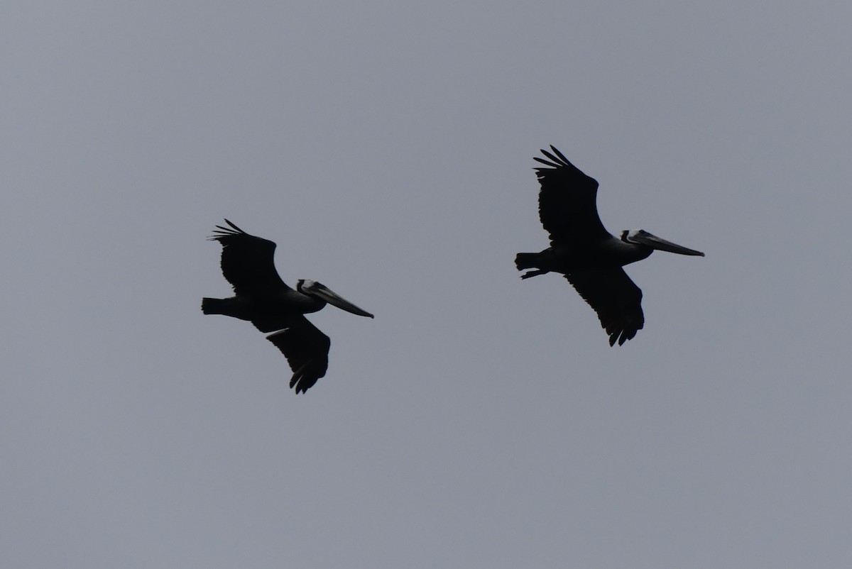 Brown Pelican - ML620431800