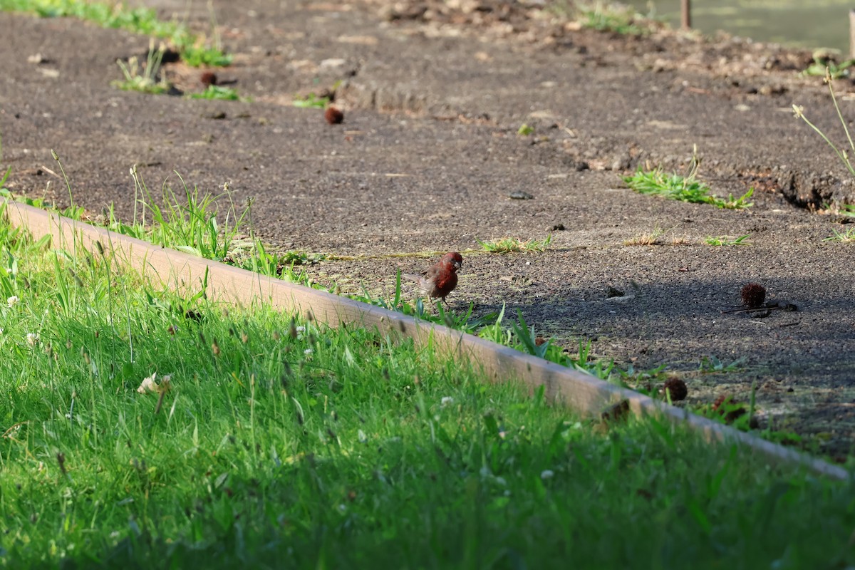 House Finch - ML620431803