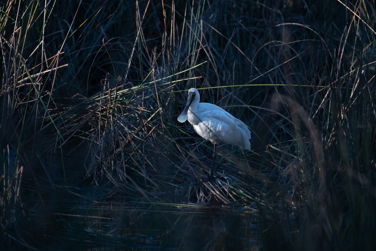 Royal Spoonbill - Aidan Powell