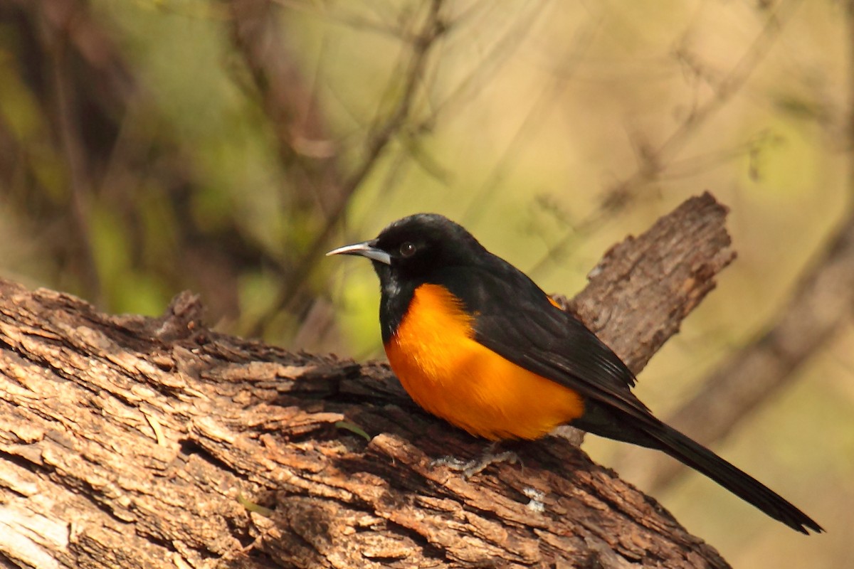 Black-vented Oriole - ML620431805