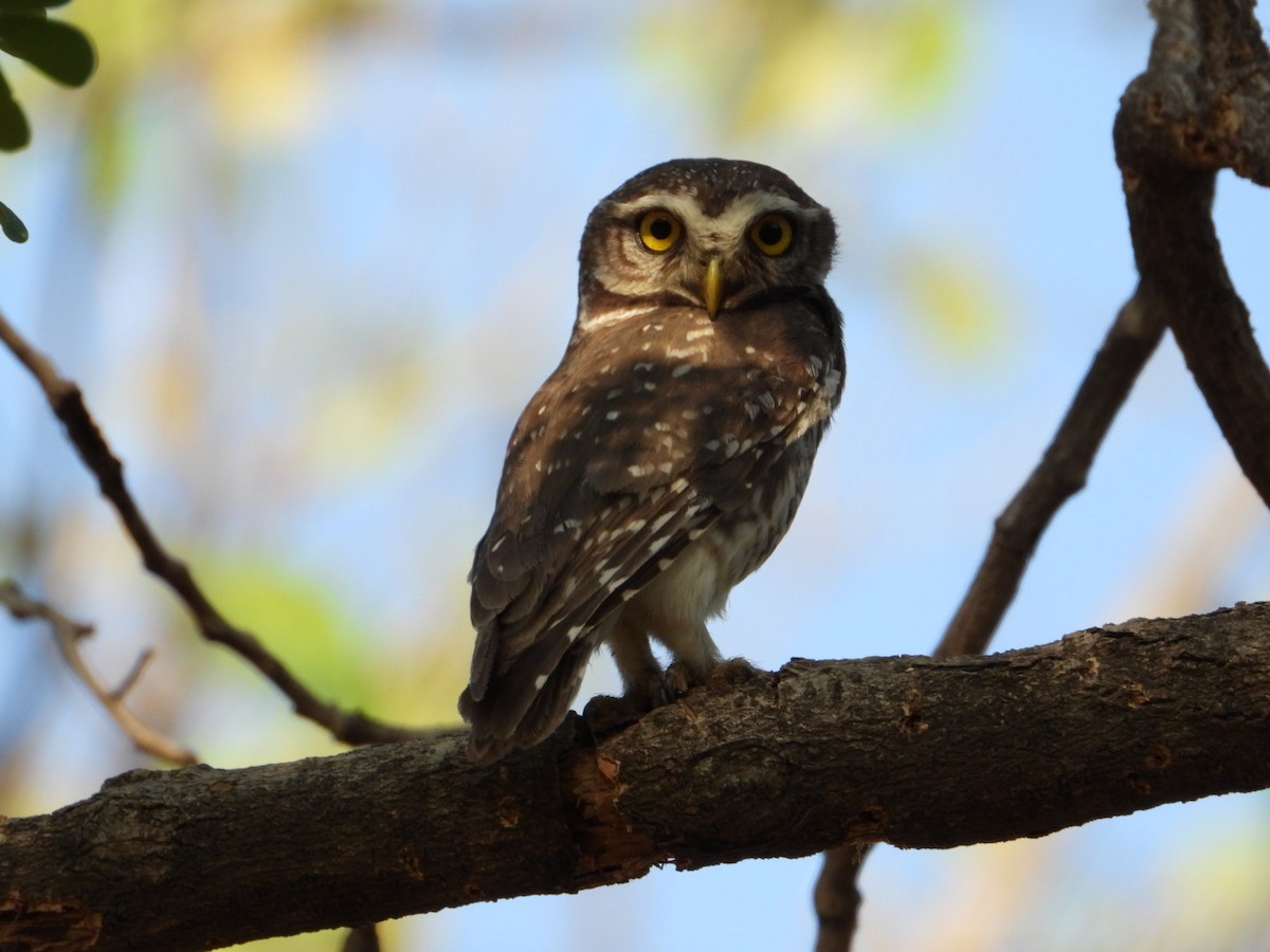 Spotted Owlet - ML620431807