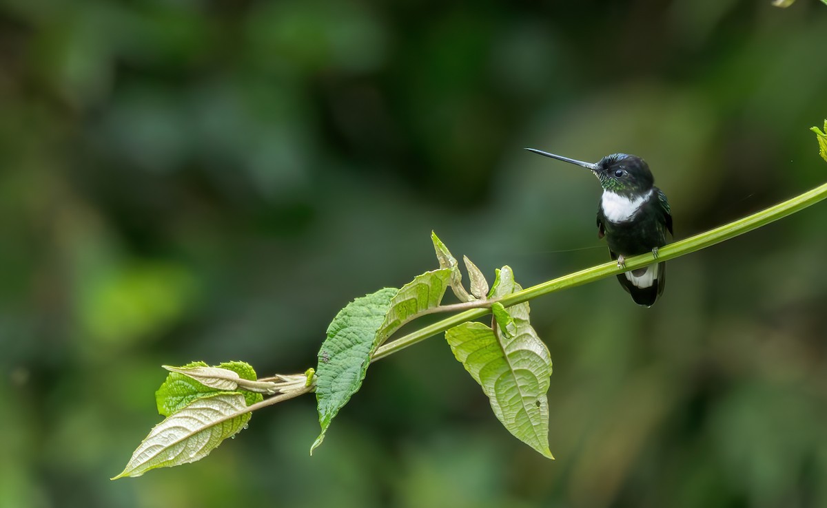 Collared Inca (Collared) - ML620431810