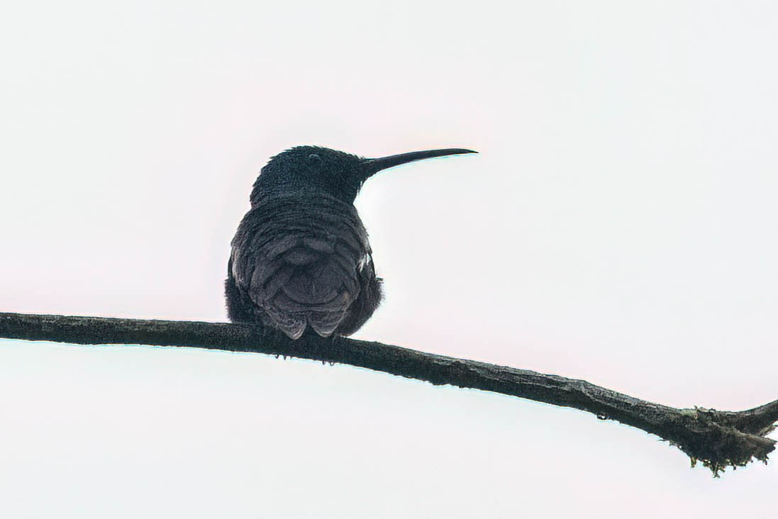 kolibřík tropický - ML620431812
