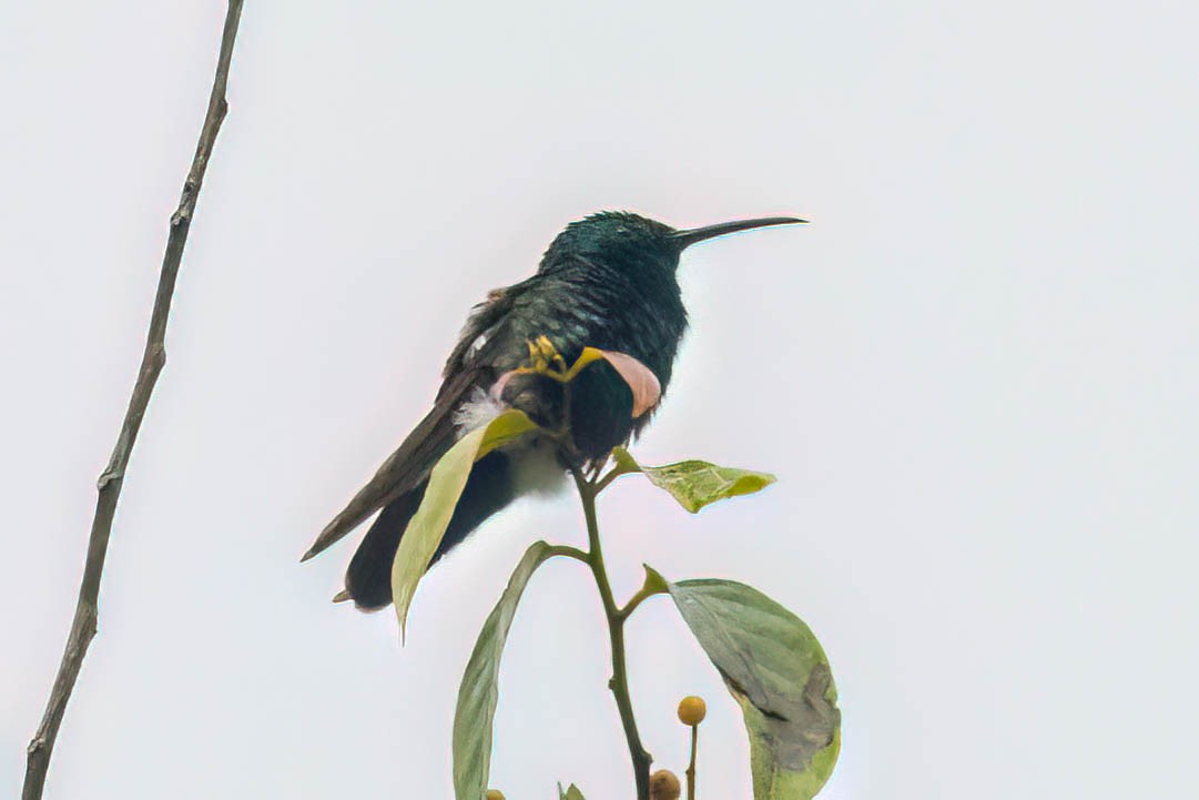 Black-throated Mango - ML620431813