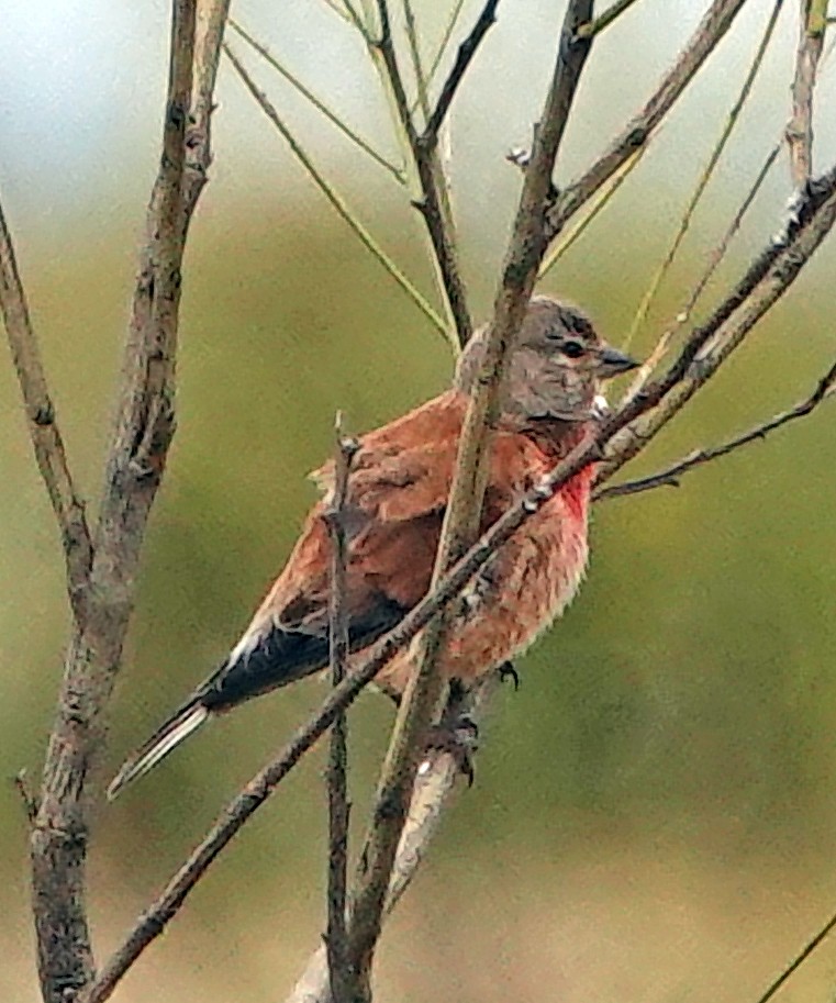 Eurasian Linnet - ML620431814