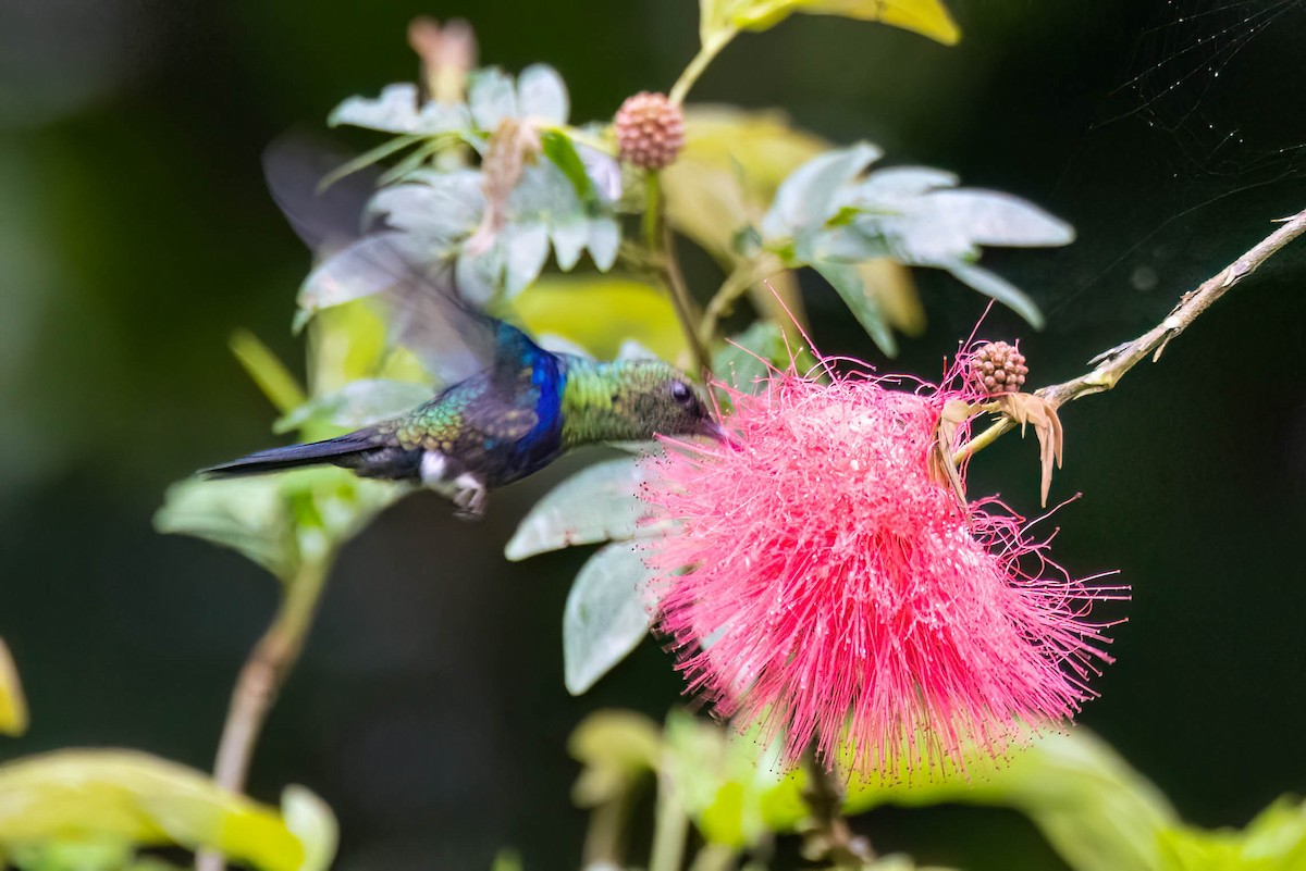 kolibřík nymfový - ML620431815