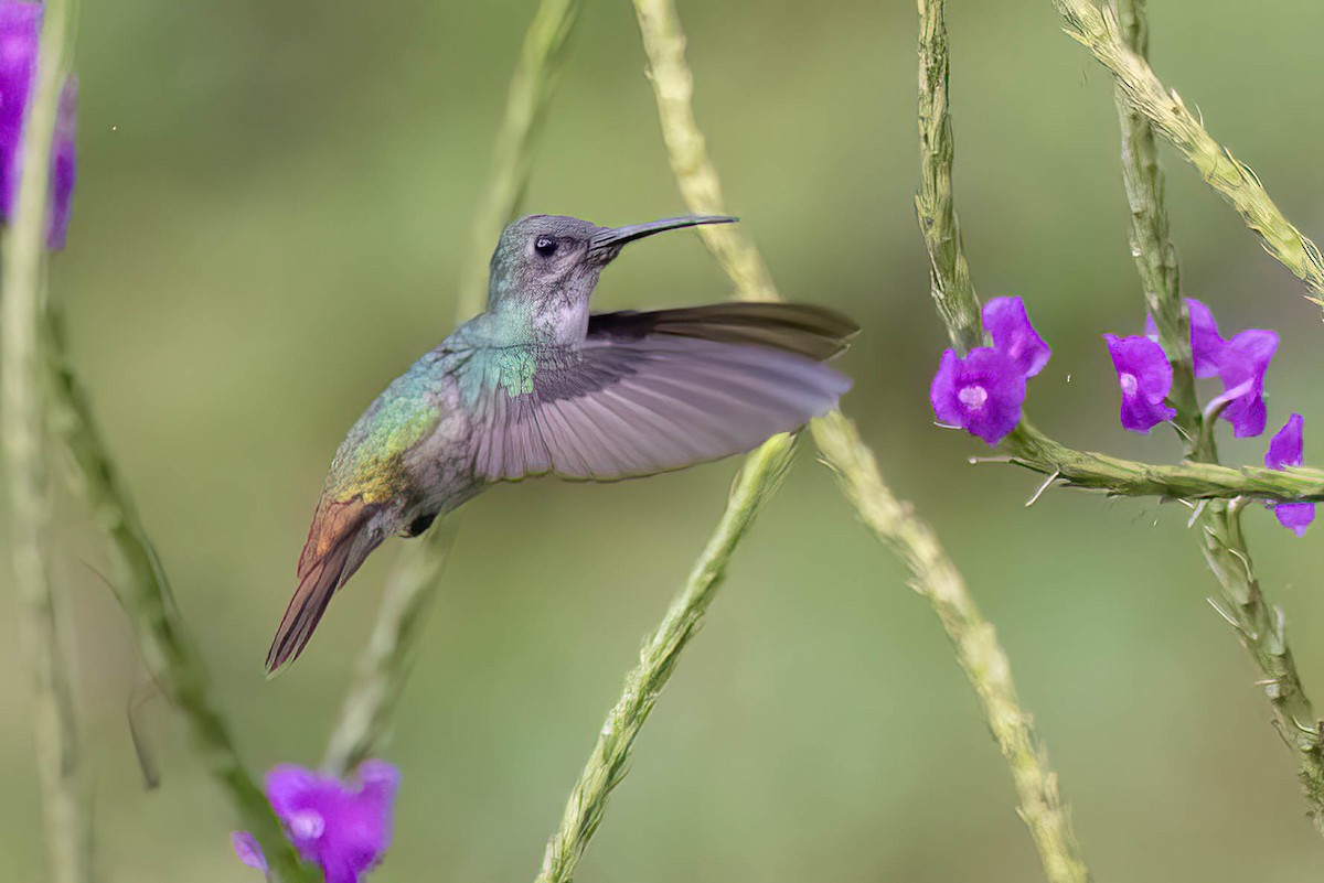 Golden-tailed Sapphire - ML620431832