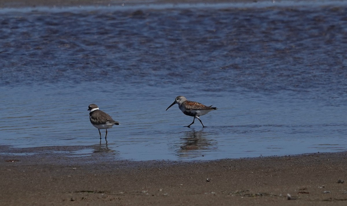 Dunlin - ML620431833