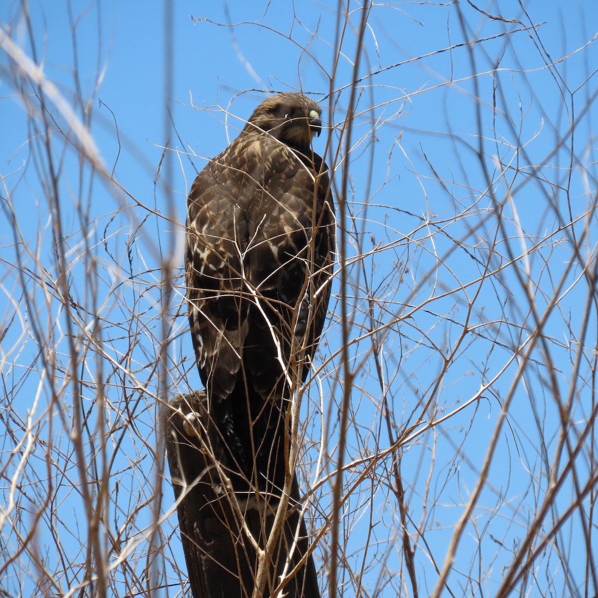 Red-tailed Hawk - ML620431835