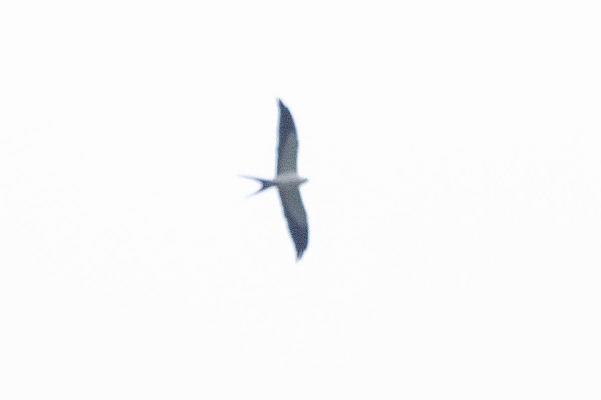 Swallow-tailed Kite - ML620431836