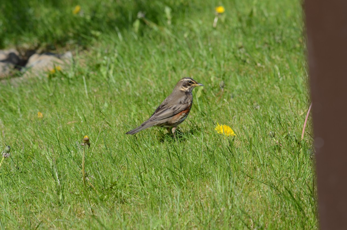 Redwing (Icelandic) - ML620431841