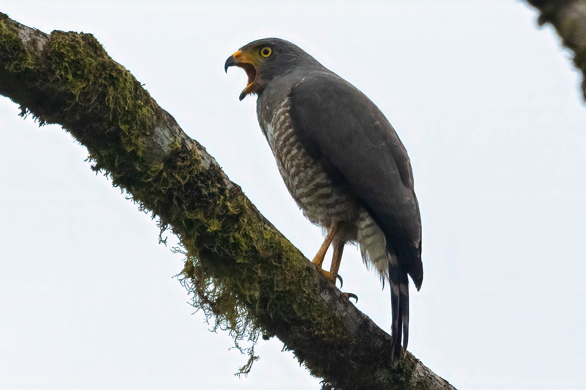 Roadside Hawk - ML620431843