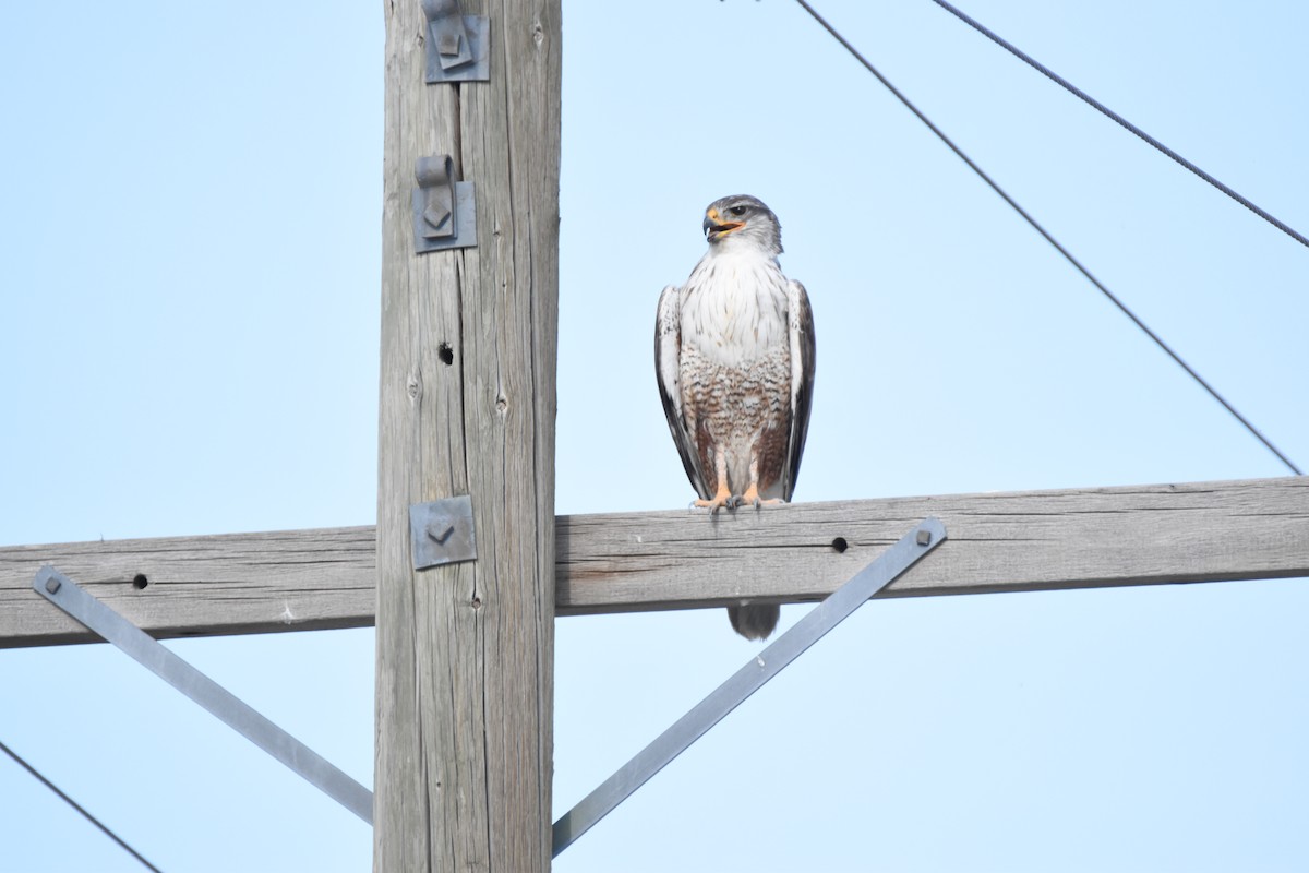 Ferruginous Hawk - ML620431845