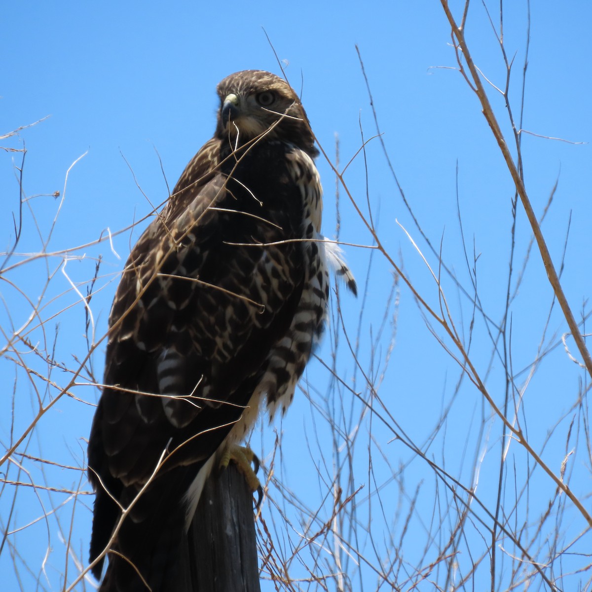 Red-tailed Hawk - ML620431847