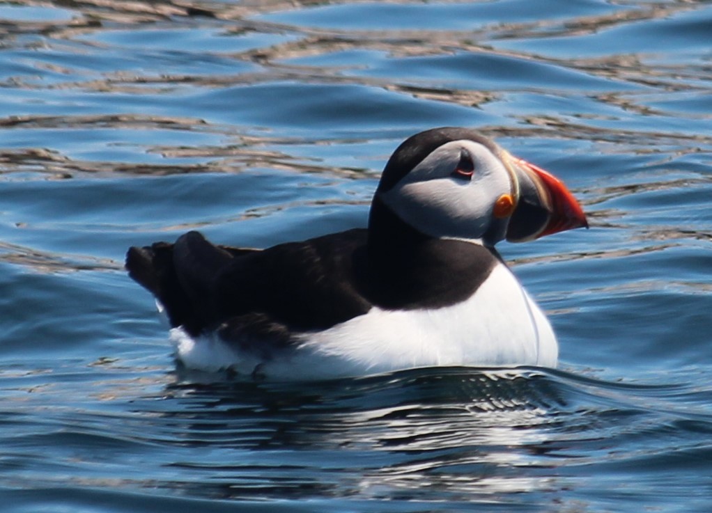 Atlantic Puffin - ML620431850