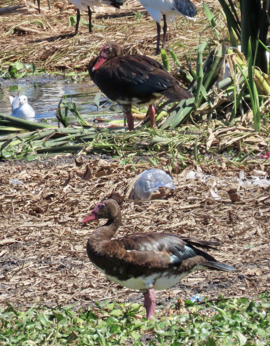 Spur-winged Goose - ML620431852