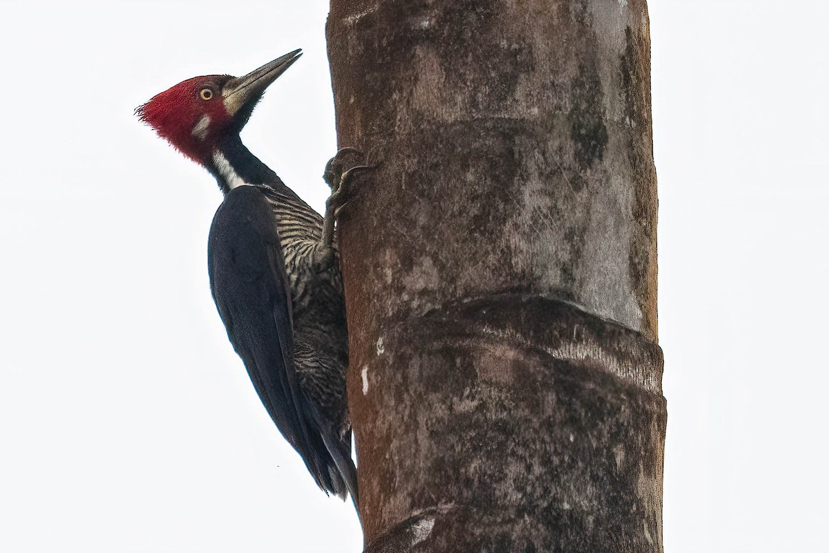 Crimson-crested Woodpecker - ML620431854