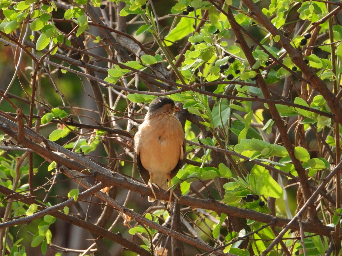 Brahminy Starling - ML620431855