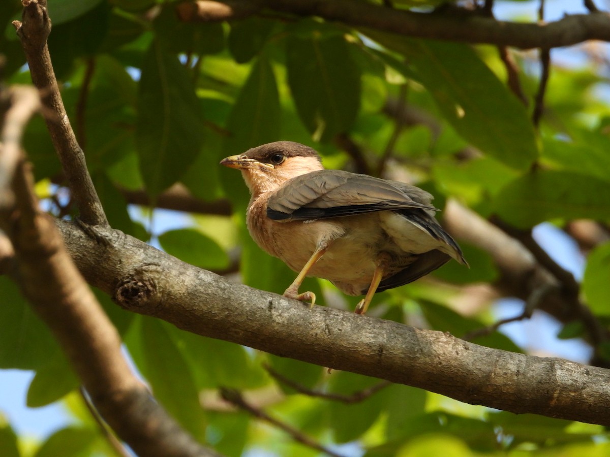 Brahminy Starling - ML620431856