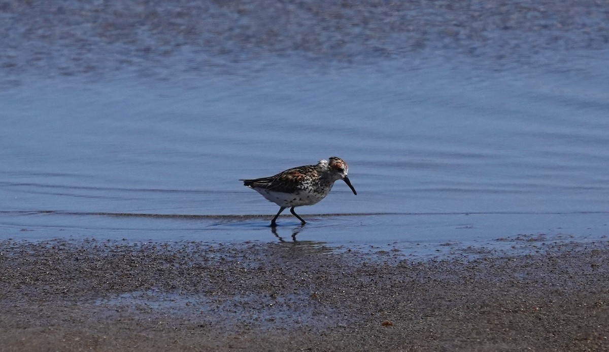 Bergstrandläufer - ML620431861