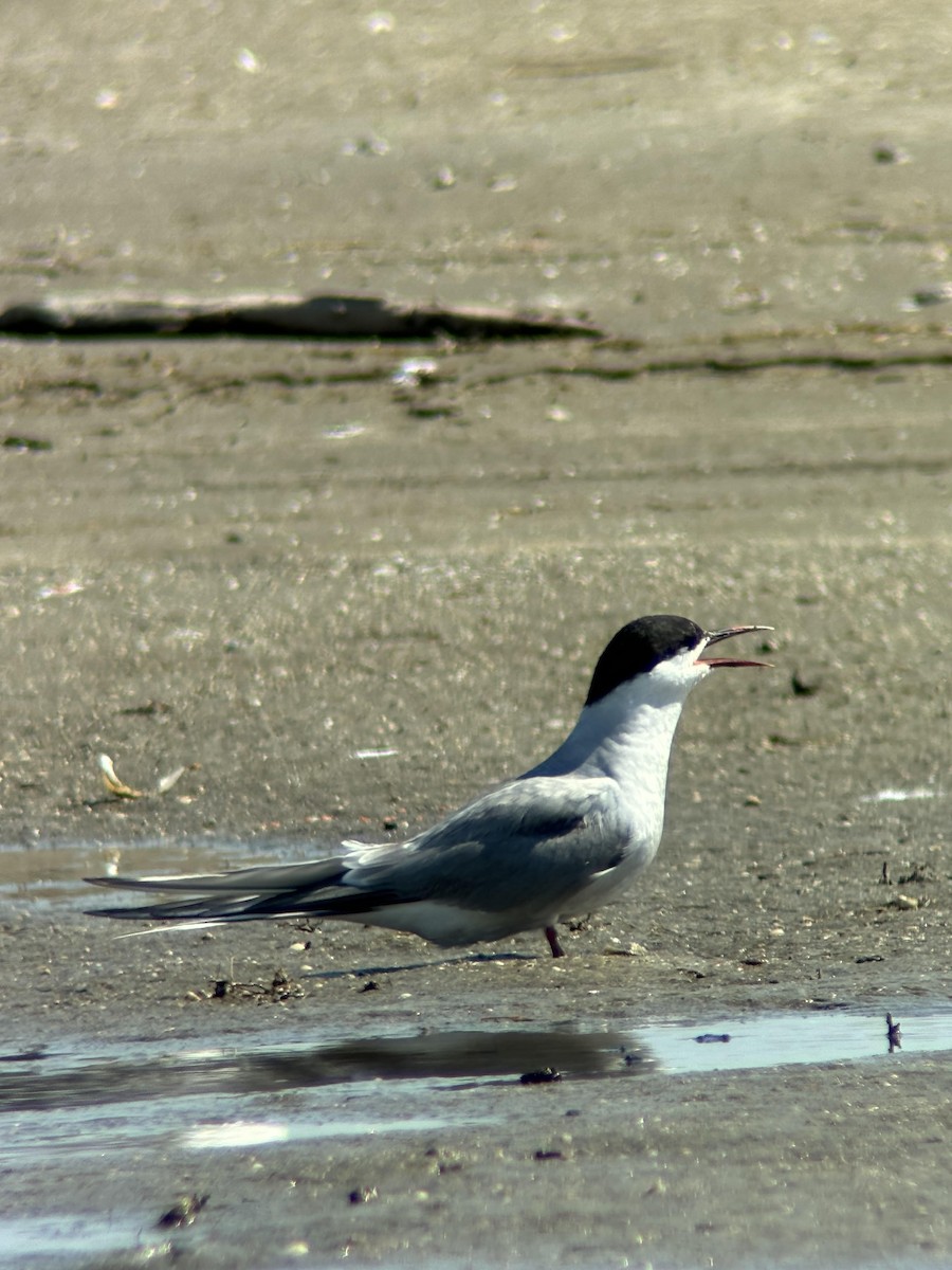 Arctic Tern - ML620431863