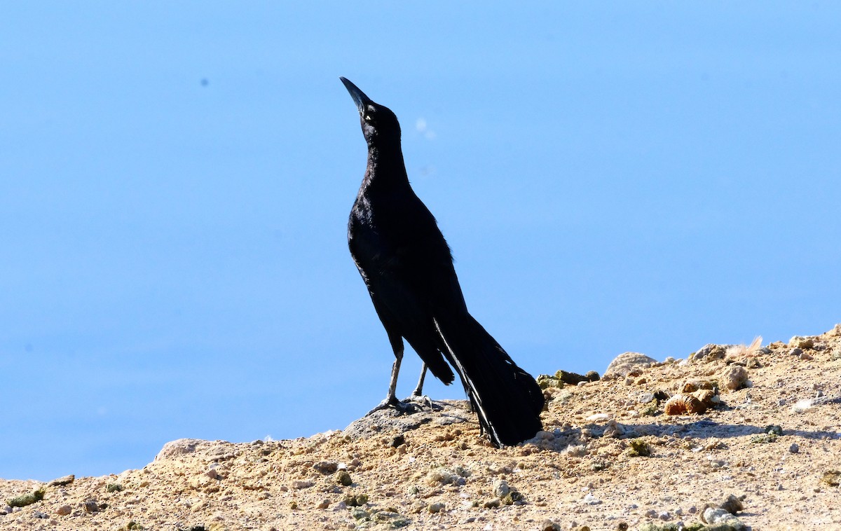 Great-tailed Grackle - ML620431866