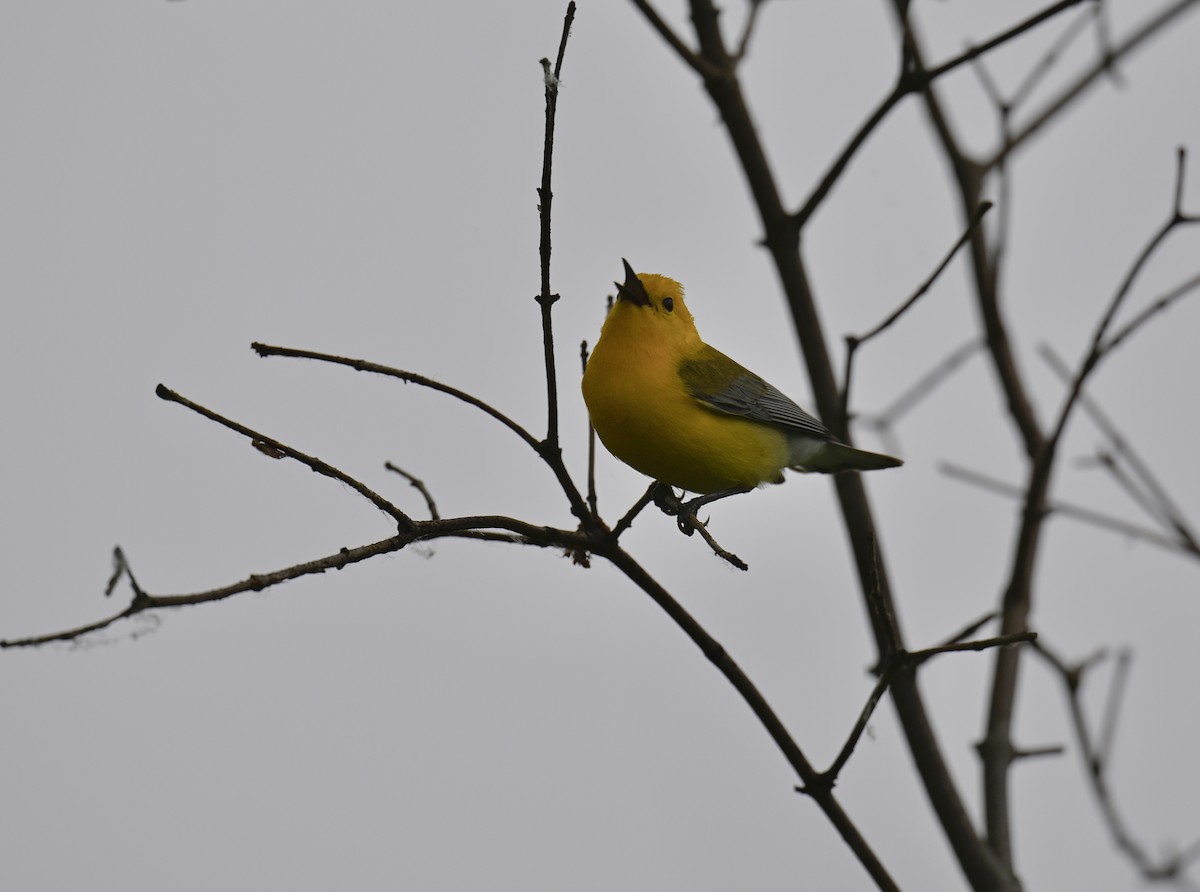 Prothonotary Warbler - ML620431868