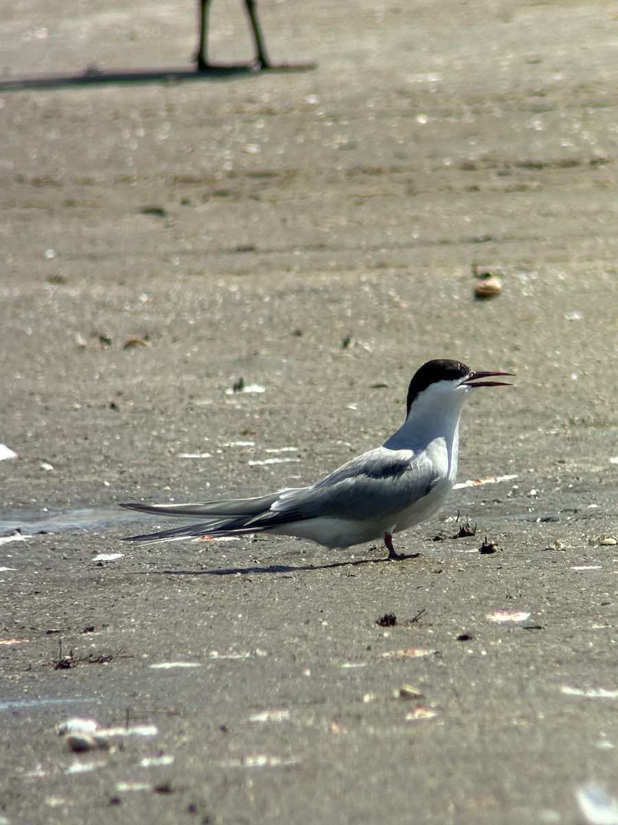 Arctic Tern - ML620431870