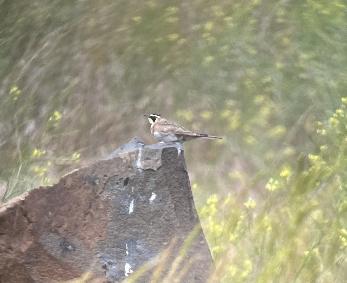 Horned Lark - ML620431871