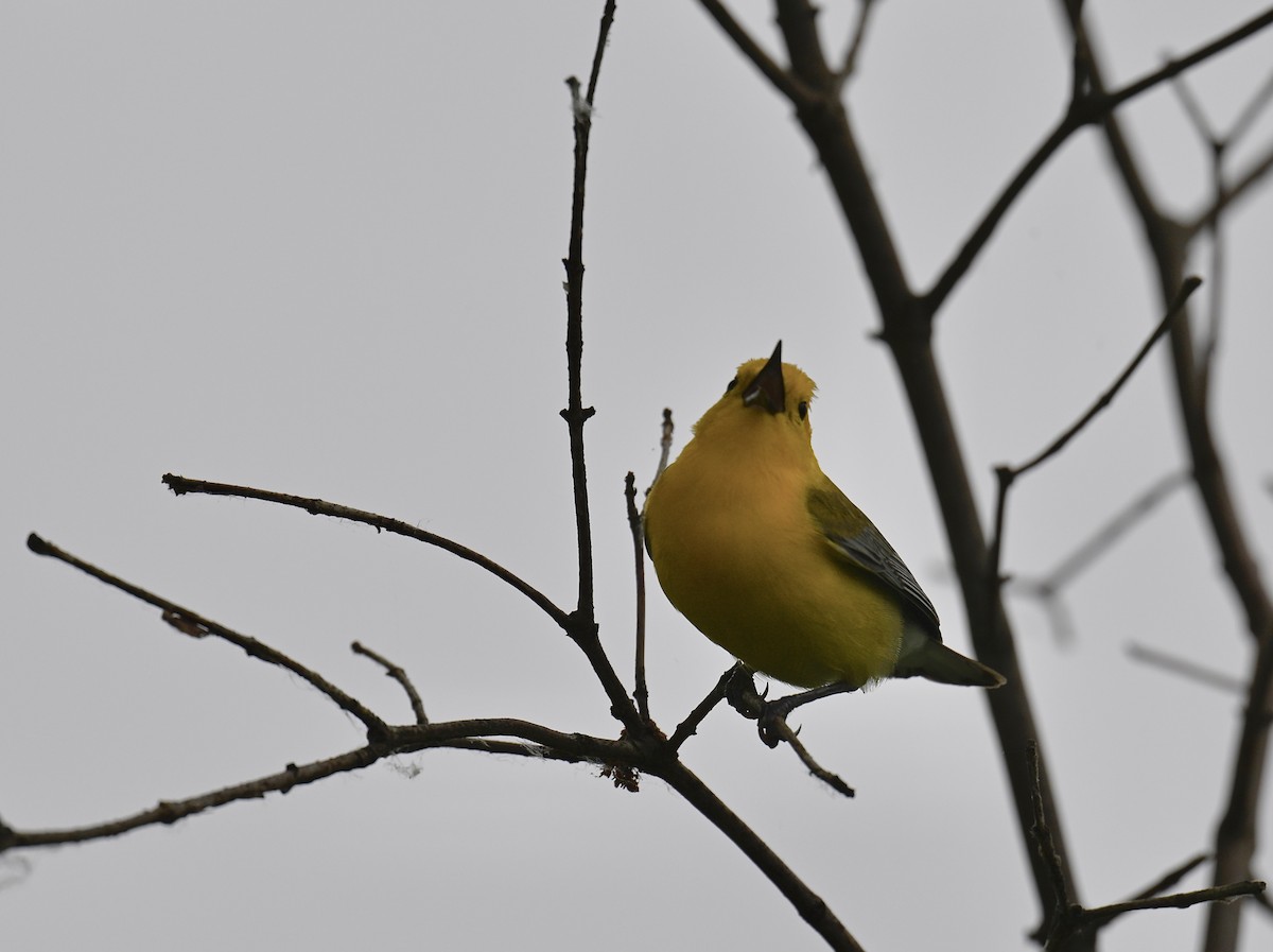 Prothonotary Warbler - ML620431875