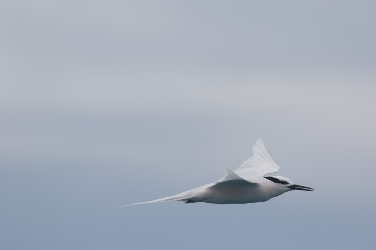 Black-naped Tern - ML620431876