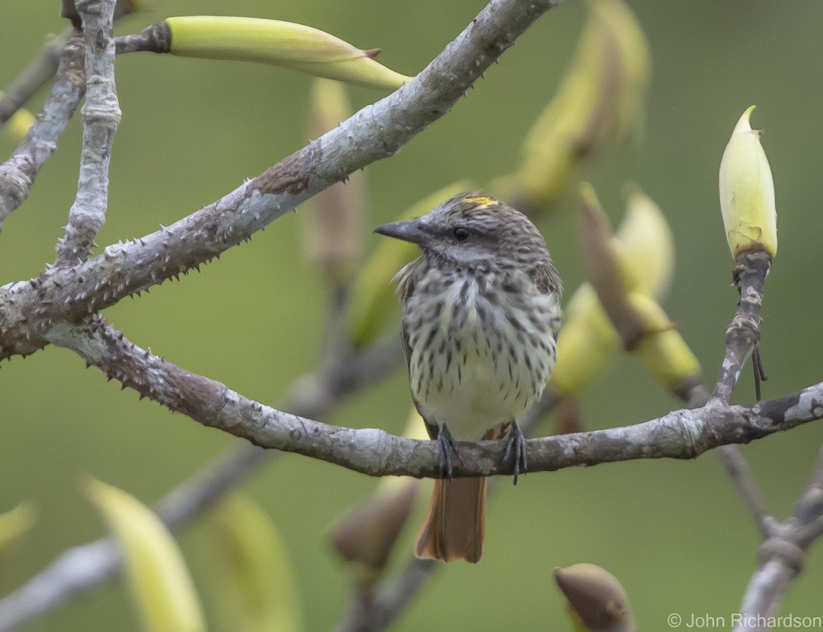 Streaked Flycatcher - ML620431877