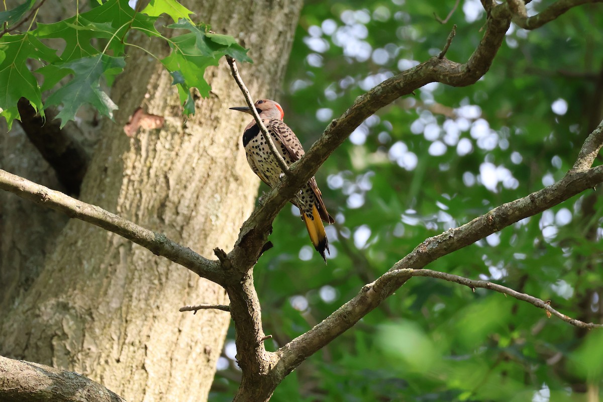 Northern Flicker - ML620431881