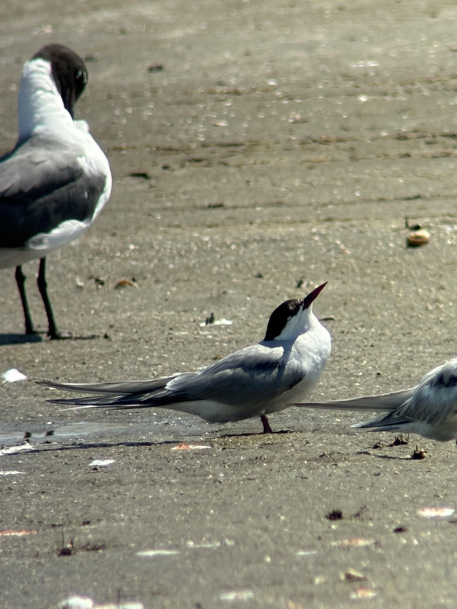 Arctic Tern - ML620431882