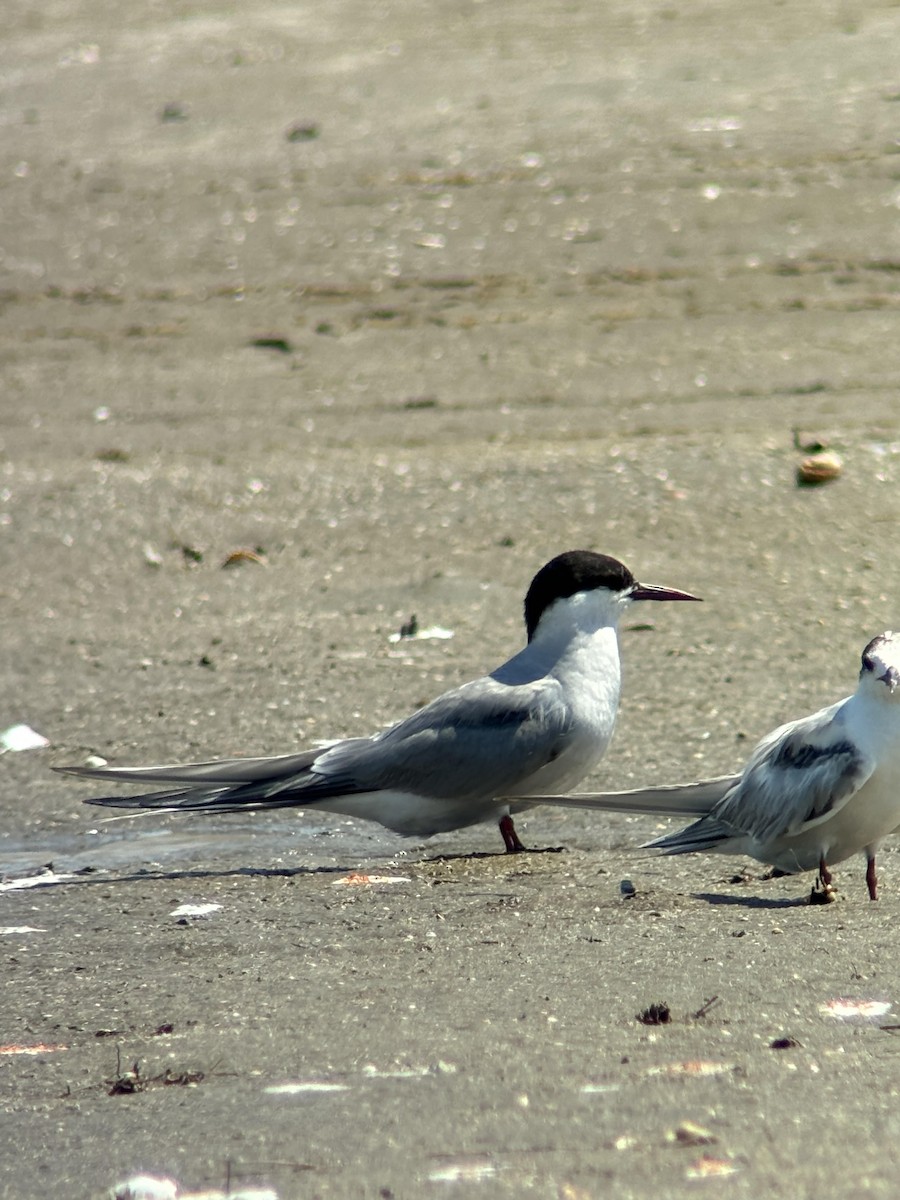 Arctic Tern - ML620431887