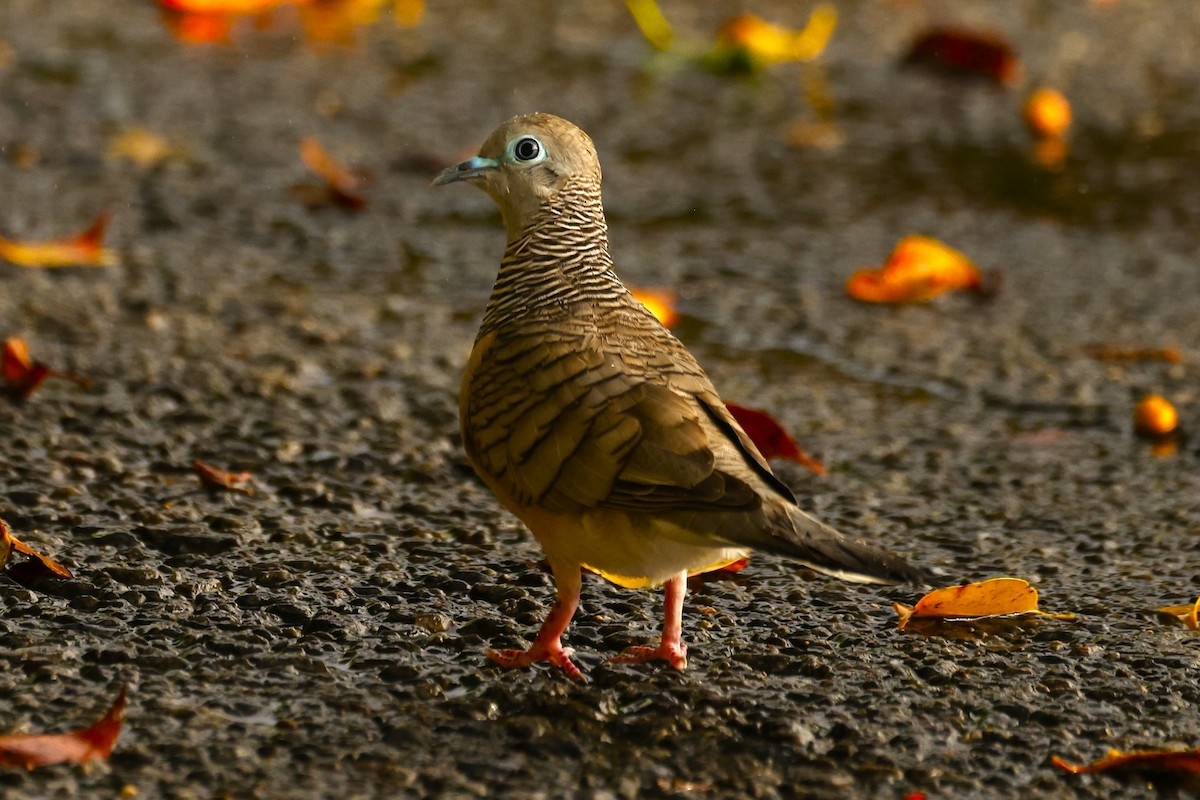 Peaceful Dove - ML620431890