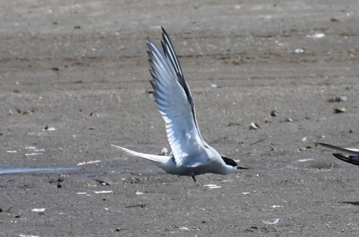 Arctic Tern - ML620431894