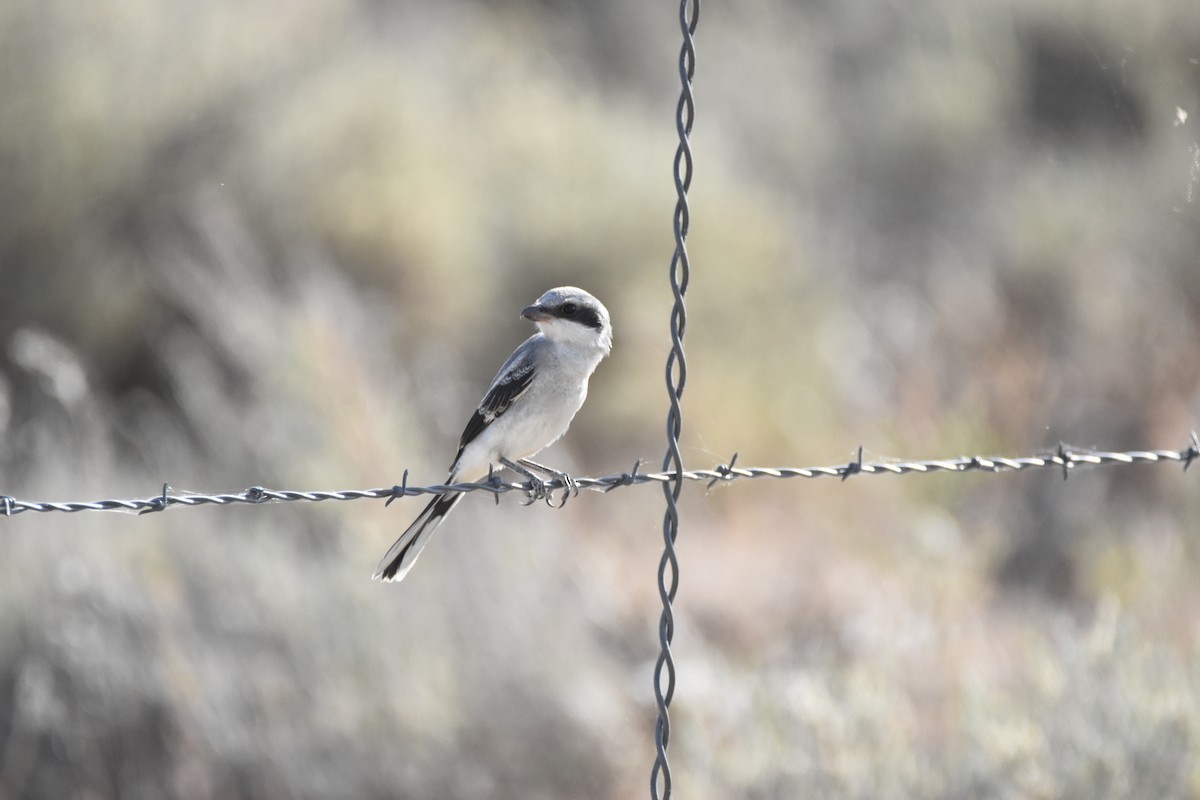 Loggerhead Shrike - ML620431900