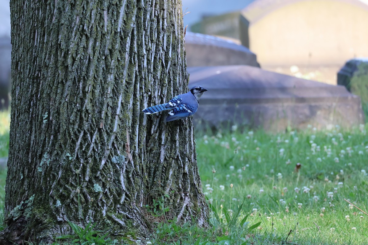 Blue Jay - ML620431901